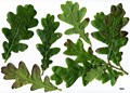 SpeciesSub: subsp. pedunculiflora 'Çankiri' SpeciesSub: subsp. pedunculiflora 'Çankiri'